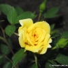 Yellow Doll